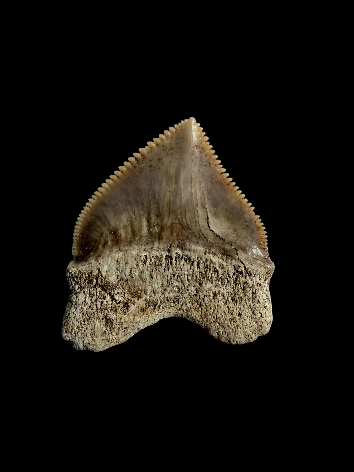 Squalicorax pristodontus haaientand fossiel uit Marokko | 1,08 inch