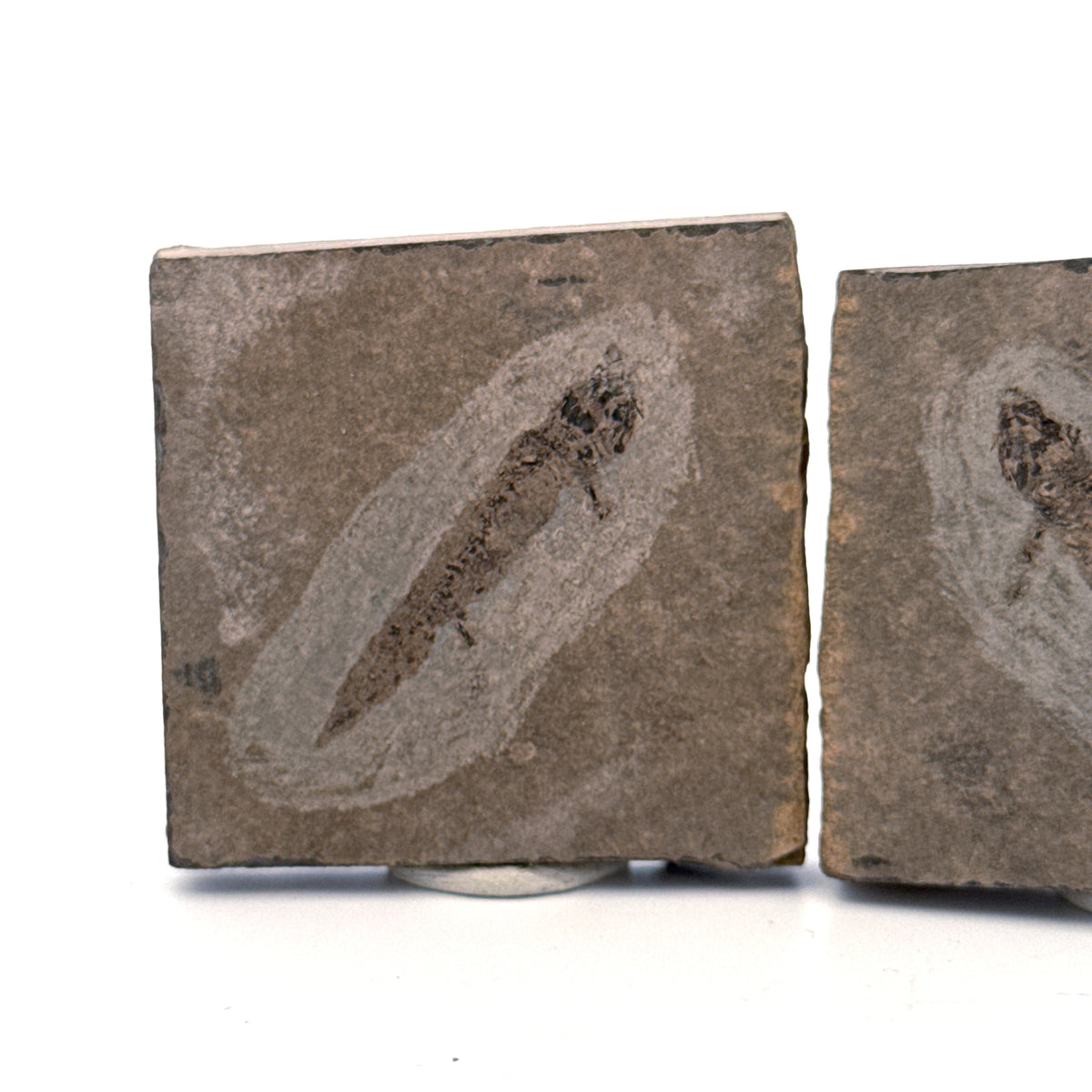 Permian temnospondyl Amphibian Fossil from Germany, Positive & Negative | 1.53"