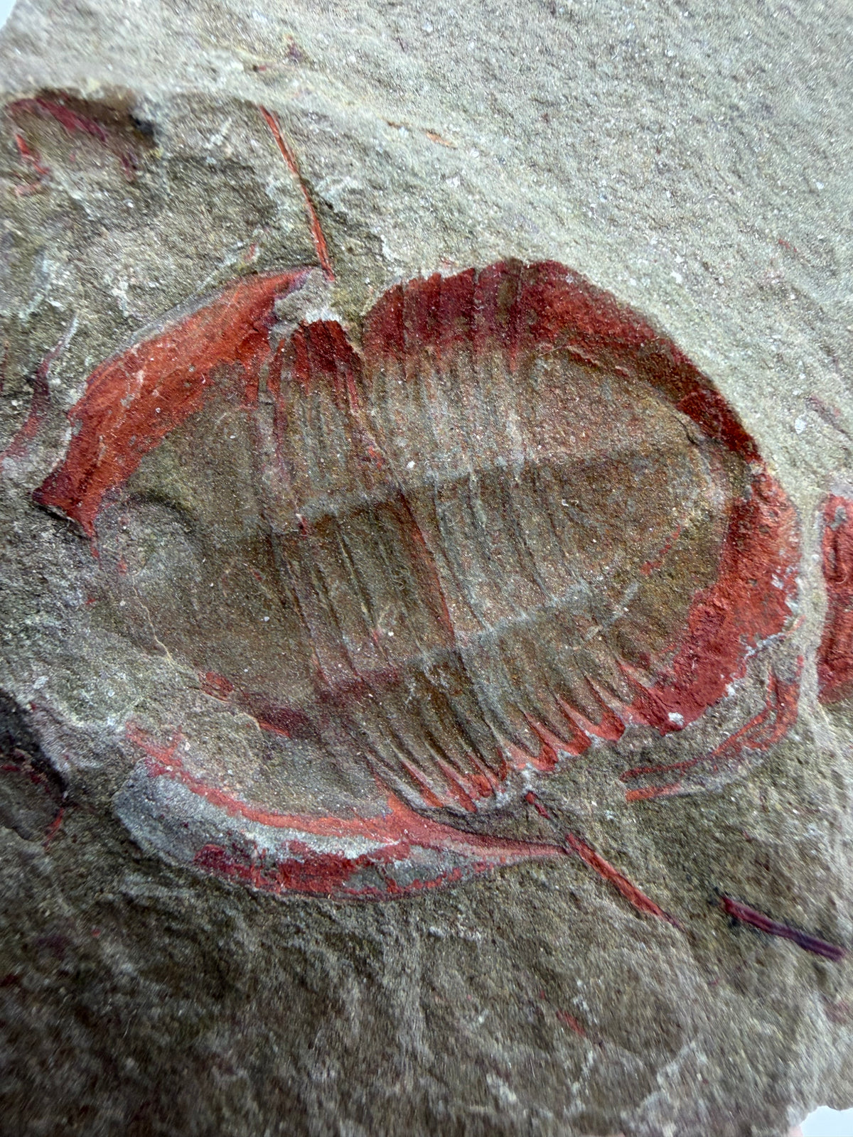 Asaphellus fezouataensis Trilobite, Positive & Negative | 1.20"