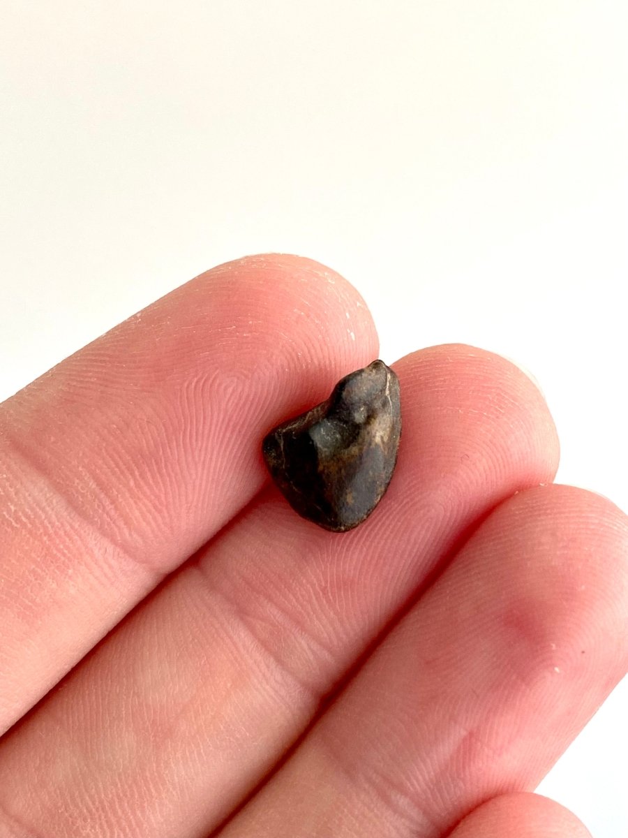 0.50" Ouranosaurus nigeriensis, budget dinosaur tooth - FossilsAndMore