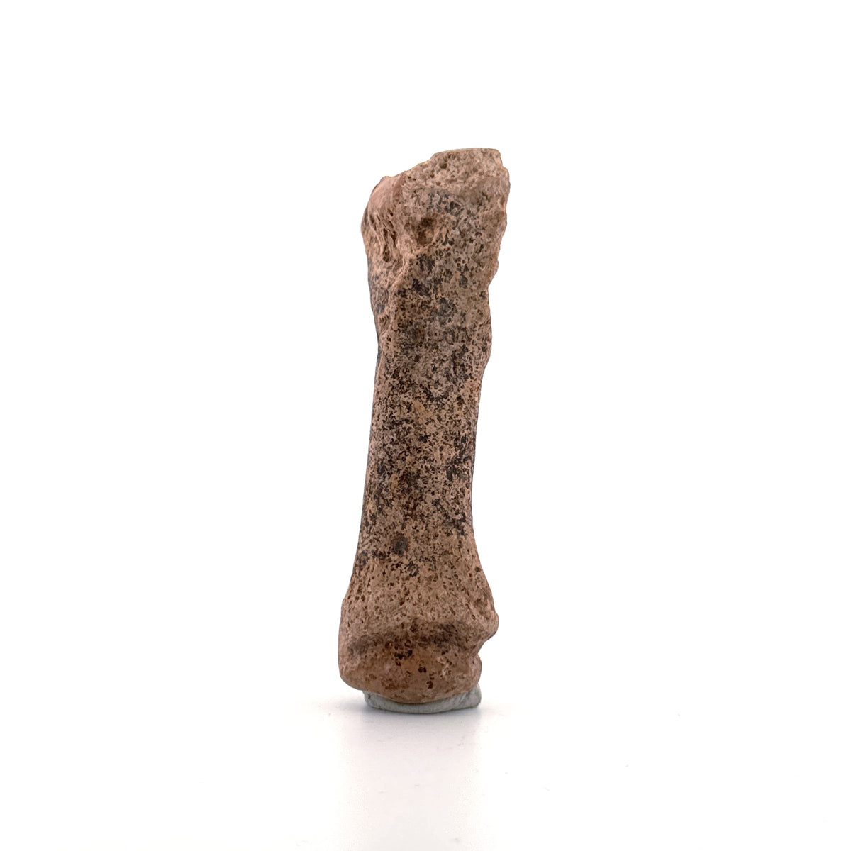 Cave Bear (Ursus spelaeus) Metacarpal from Pleistocene, Romania | 3.17"