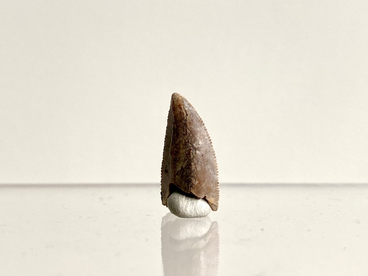 0.73" Majungasaurus tooth, Rare theropod dinosaur fossil tooth - FossilsAndMore