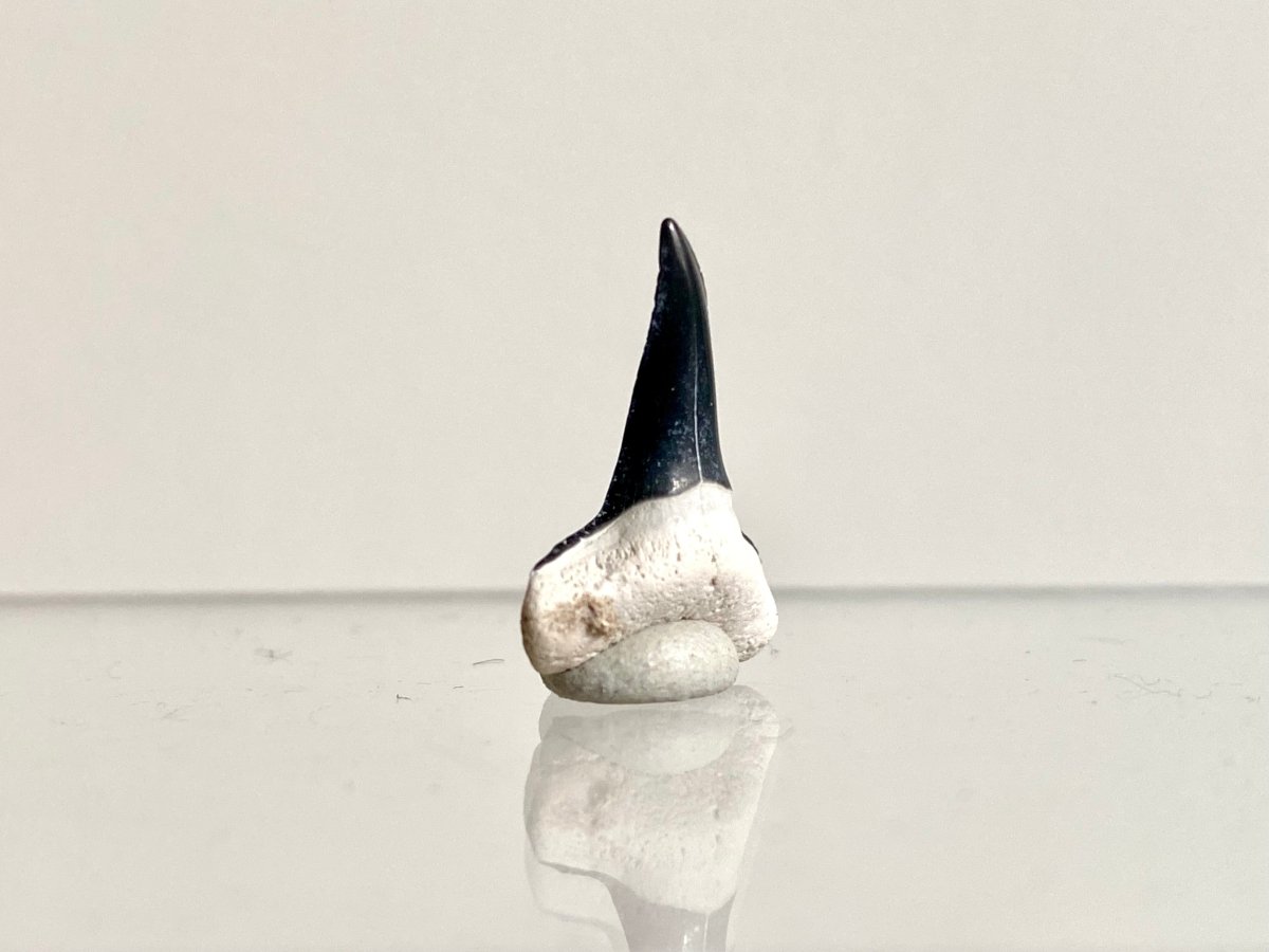 0.80" Bone Valley Lemon shark fossil tooth - FossilsAndMore