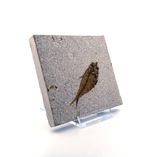 Knightia eoceana Fossil Fish from Green River Formation, USA (2.35")