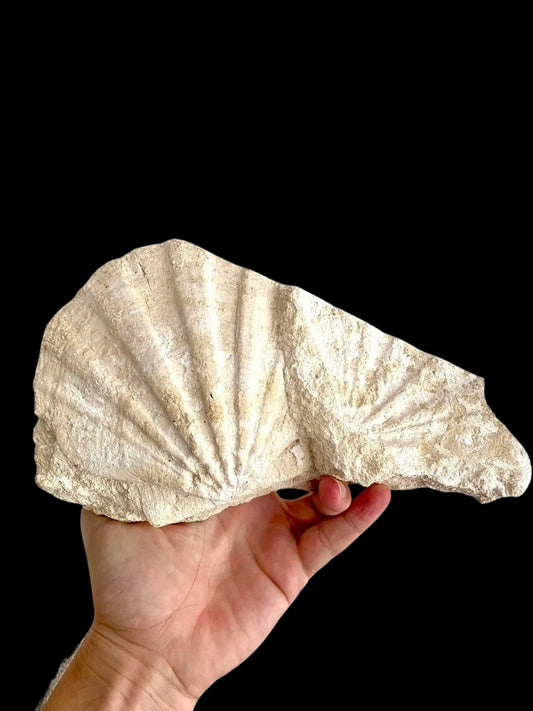 Gigantopecten Fossil Shell – Miocene Period, France (5.50"), 1400 Grams