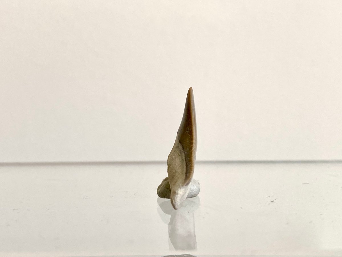 0.91" Bone Valley Bull shark fossil tooth - FossilsAndMore