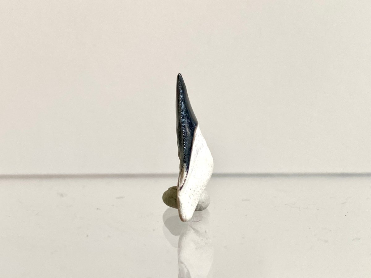 0.97" Bone Valley Bull shark fossil tooth - FossilsAndMore