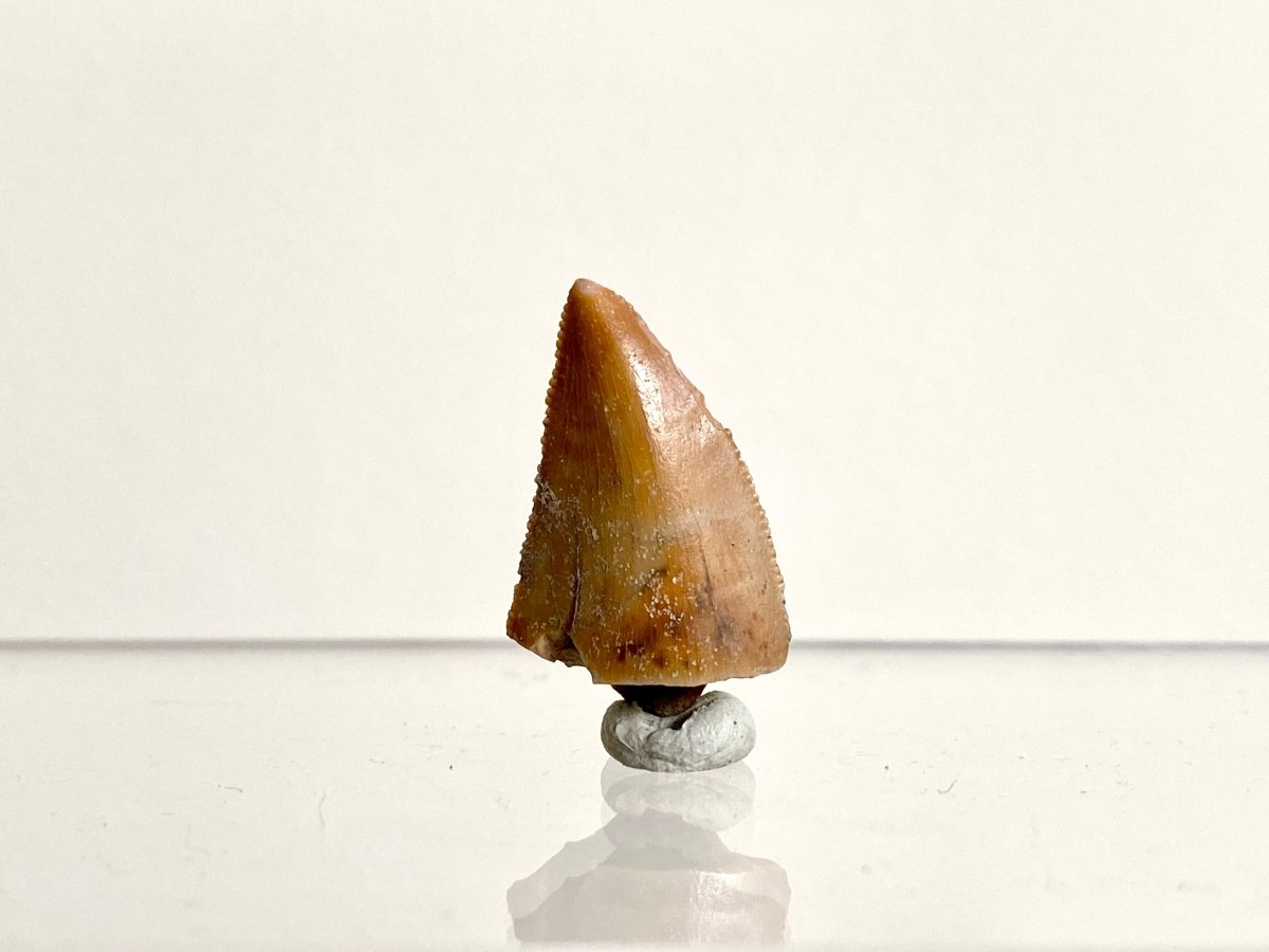 0.97" Large Majungasaurus tooth, Rare theropod dinosaur fossil tooth - FossilsAndMore