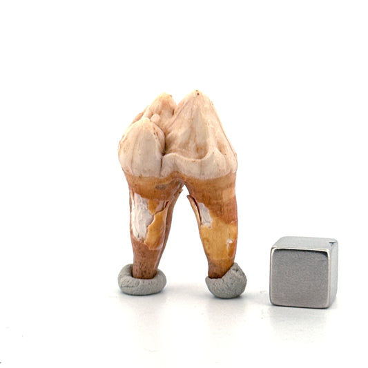 Cave Bear (Ursus spelaeus) molar from pleistocene, Rumania | 1.36"