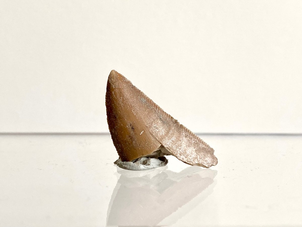 1.11" Large Majungasaurus tooth fragment, Rare theropod dinosaur fossil tooth - FossilsAndMore