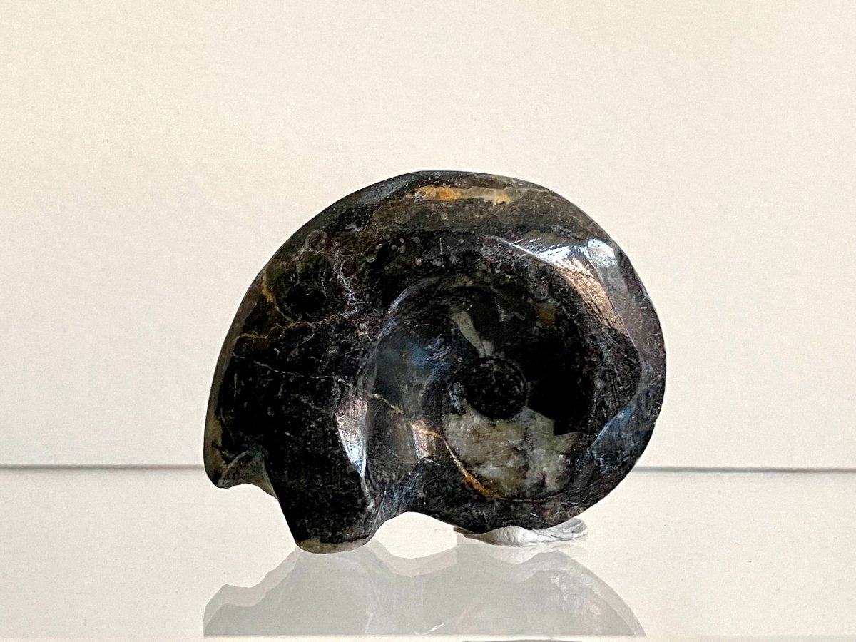 1.88” Devonian Goniatite fossil from Morocco - FossilsAndMore