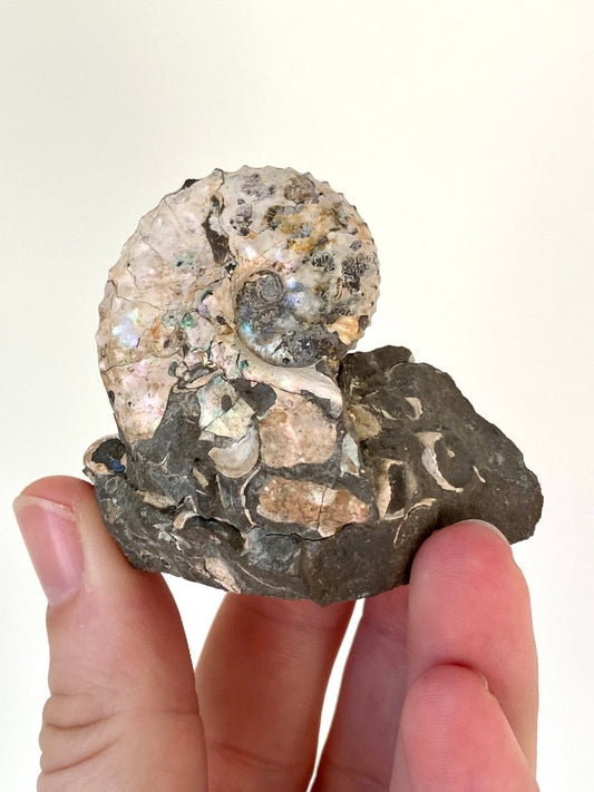 1.90" Discoscaphites conradi Ammonite from Fox Hills Formation - FossilsAndMore