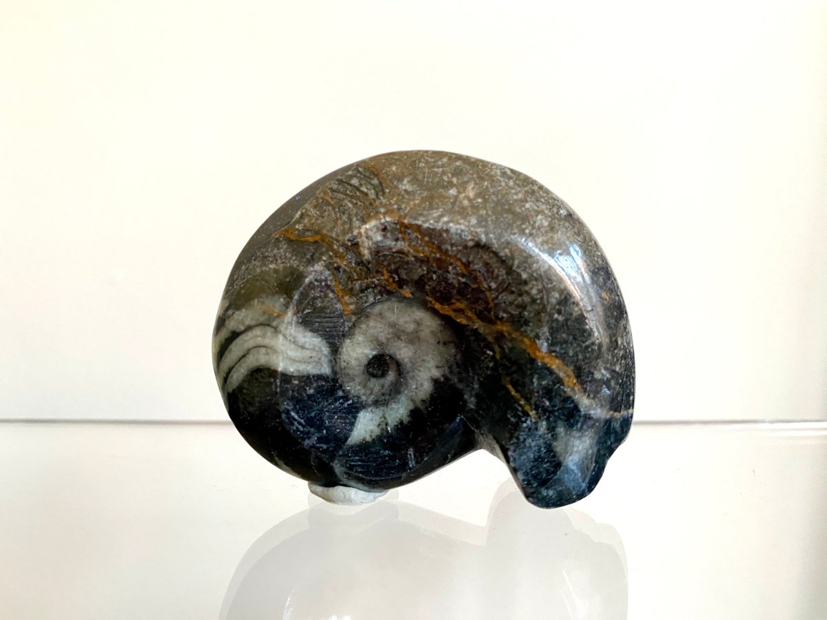 2.05” Devonian Goniatite fossil from Morocco - FossilsAndMore