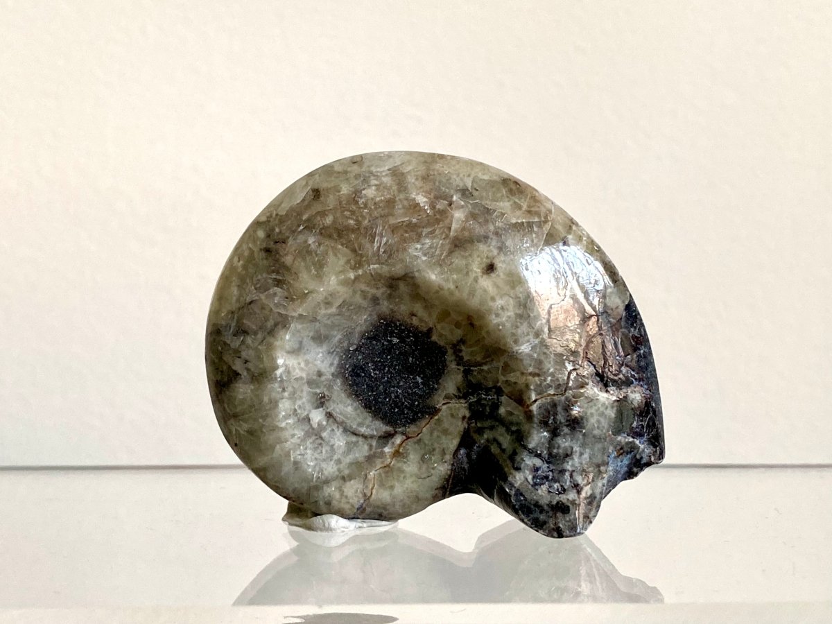 2.16” Devonian Goniatite fossil from Morocco - FossilsAndMore