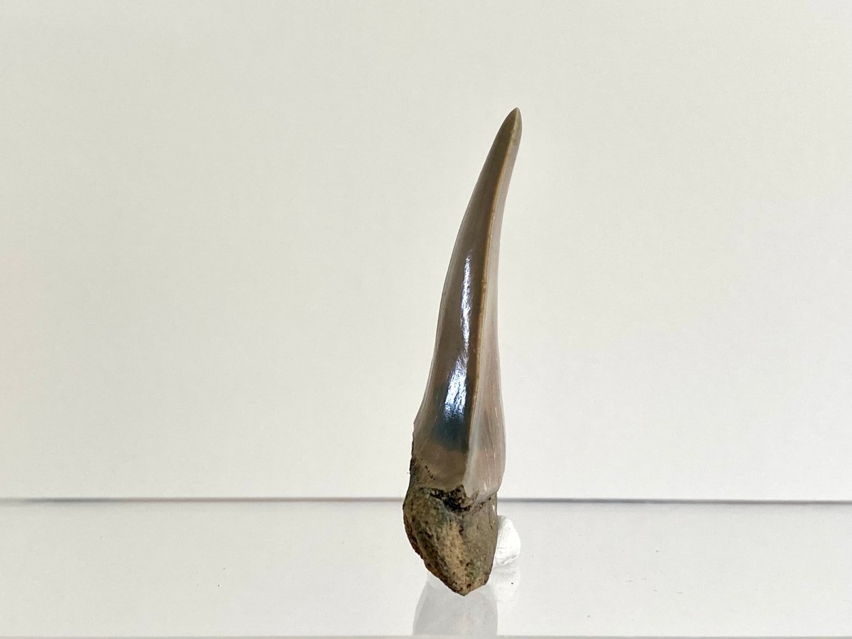 2.34" C. Hastalis fossil shark tooth - FossilsAndMore
