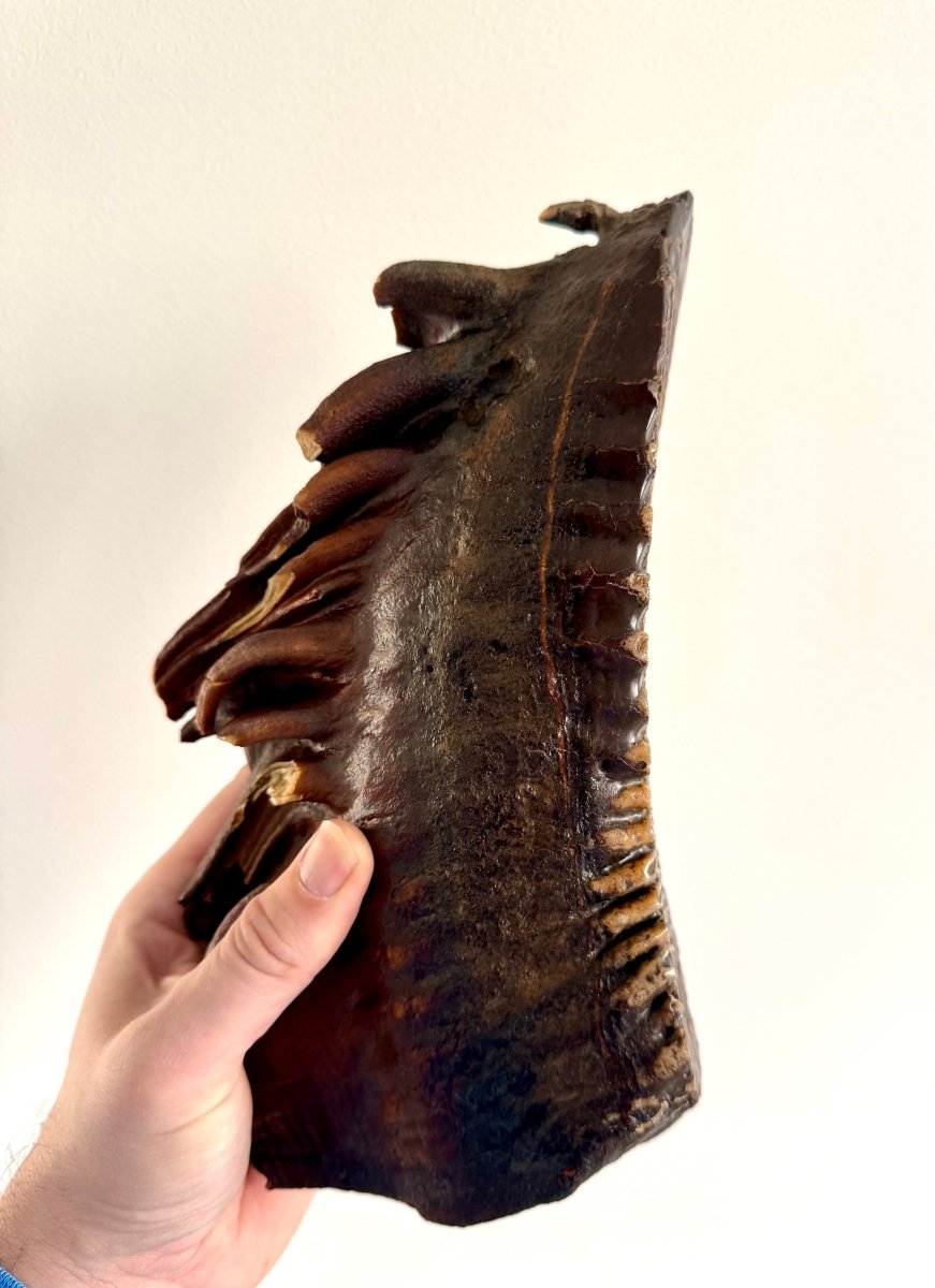 2.6 KG Mammoth Molar, Permafrost, Jakutia - FossilsAndMore