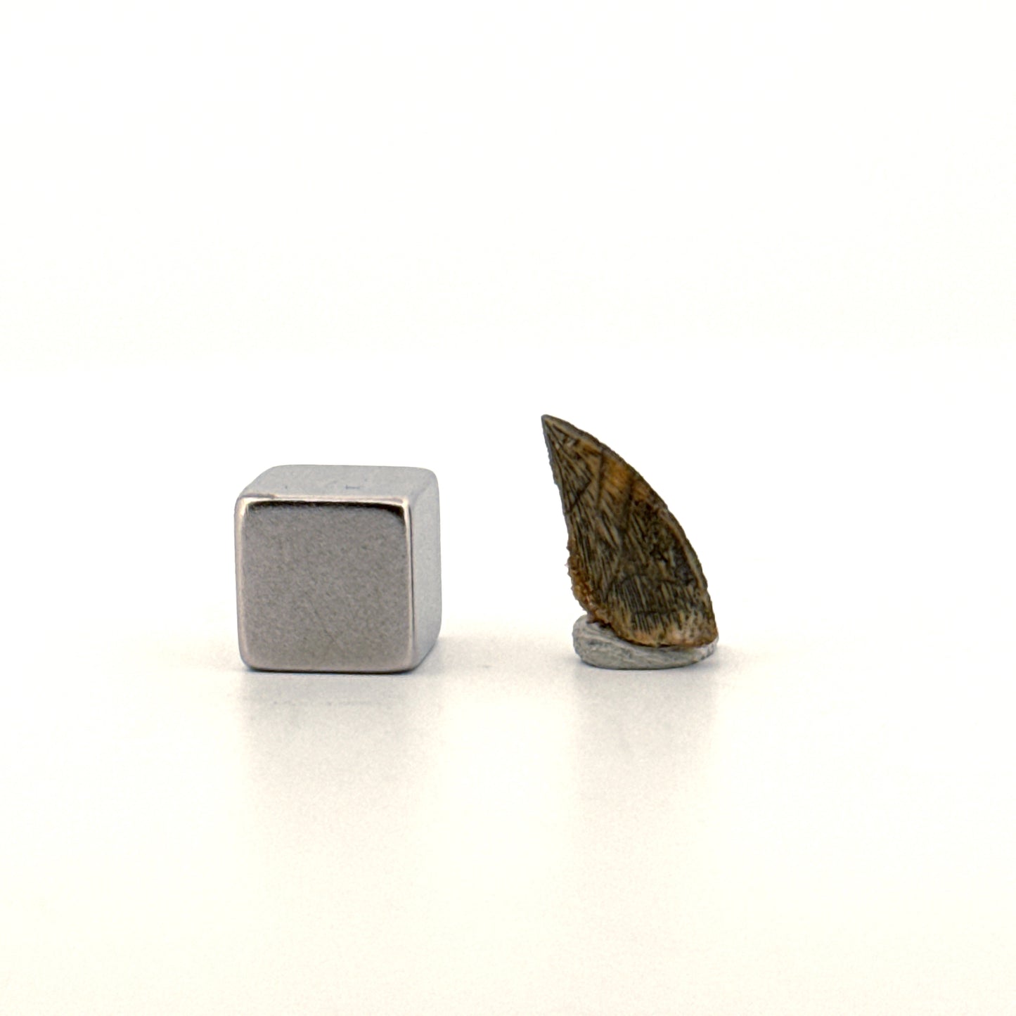 Abelisaurid fossil dinosaur tooth from Kem Kem, Morocco (0.56")