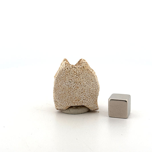 Small Mosasaur caudal vertebra from Late Cretaceous, Morocco (1.24")