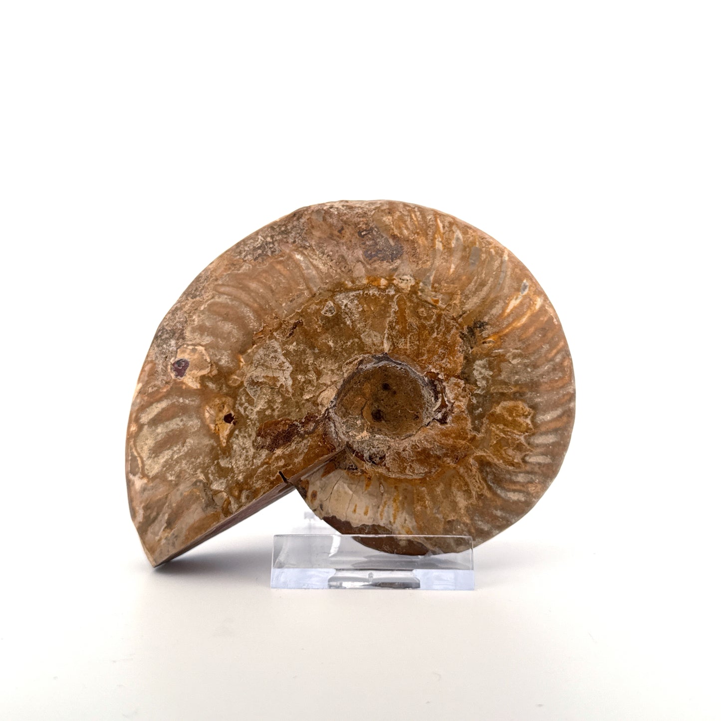 Cleoniceras Ammoniet uit het Krijt, Madagaskar (4,05 inch)