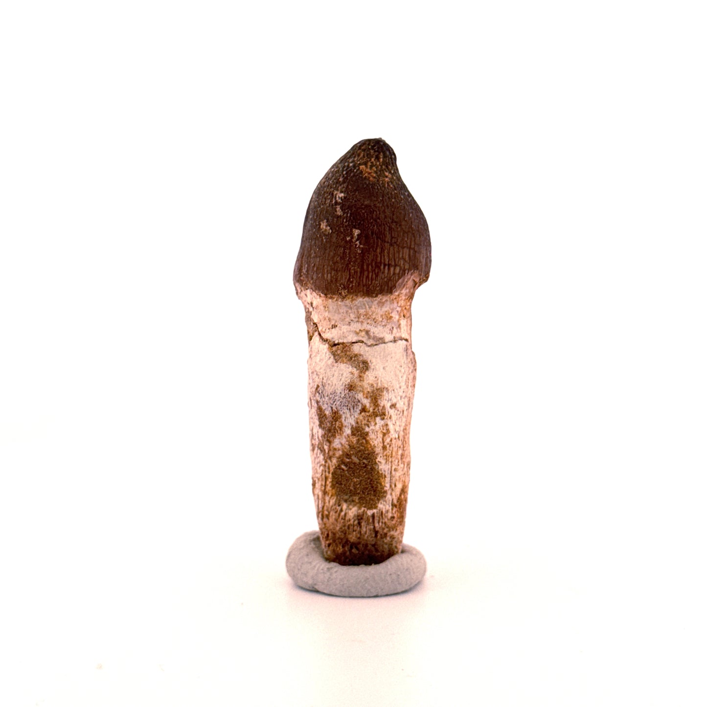 Globidens phosphaticus tooth with natural root from Cretaceous, Morocco (2.28")