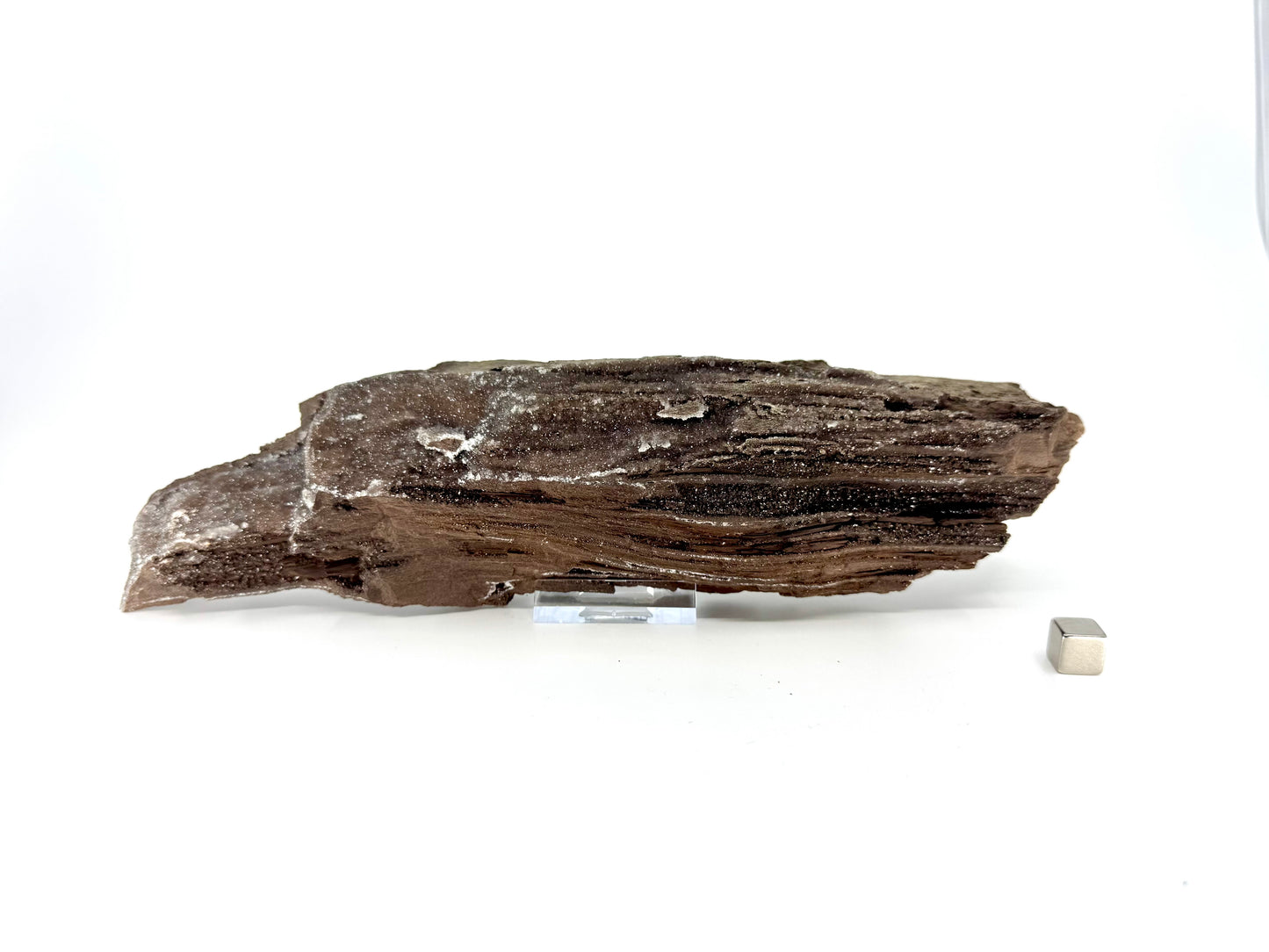 Large Permineralized Wood Covered In Druzy Quartz from Germany (759 Grams)