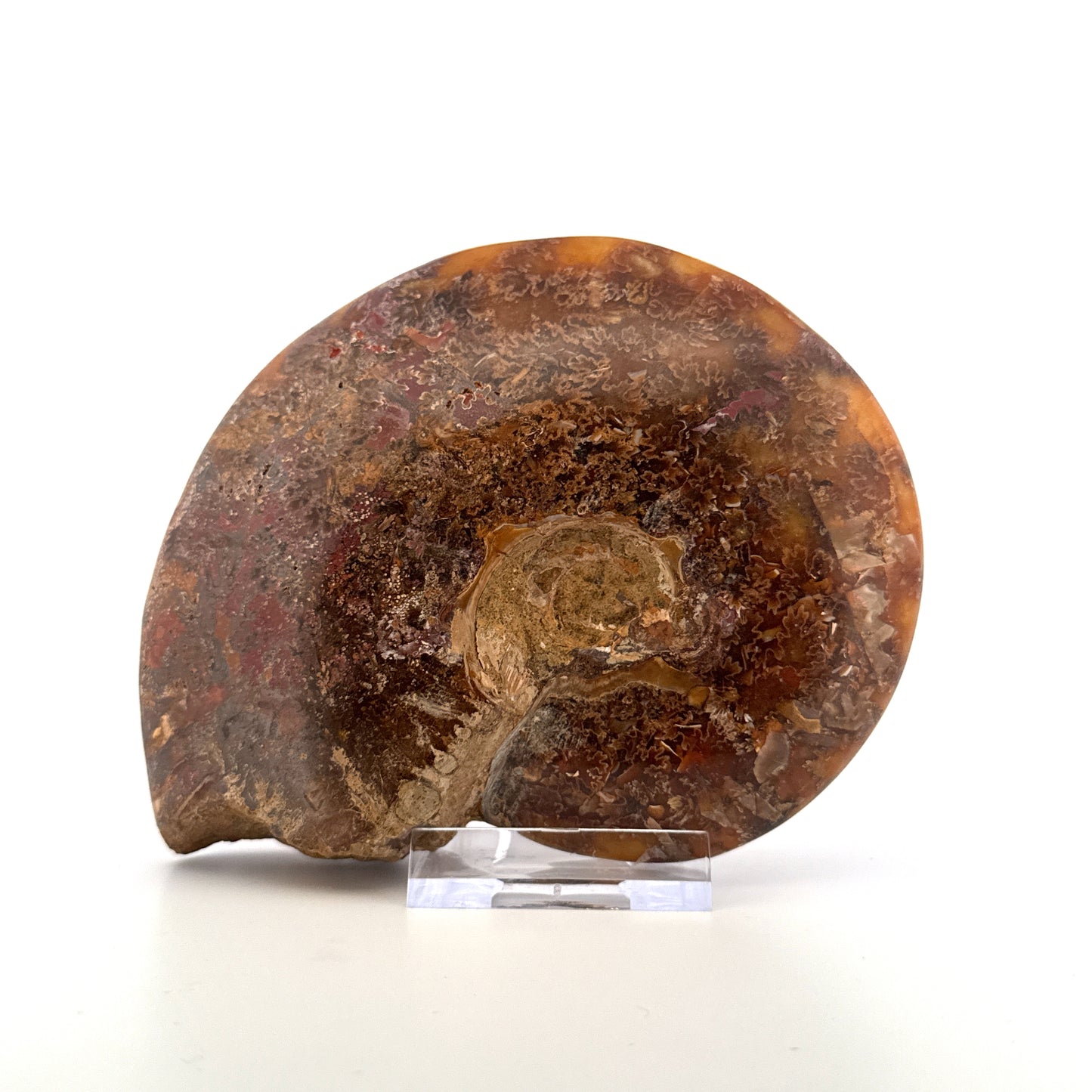 Cleoniceras Ammonite from Cretaceous Period, Madagascar (4.83")