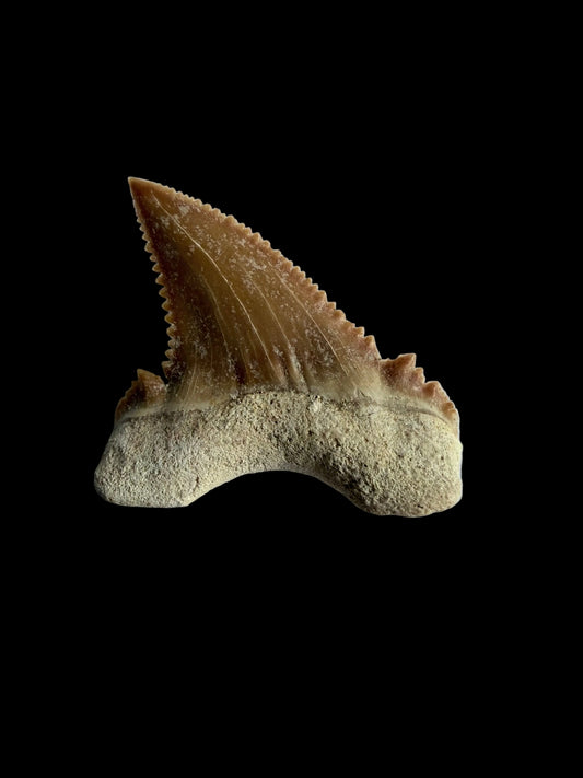 Palaeocarcharodon orientalis Fossil Tooth from Morocco | 1.28"