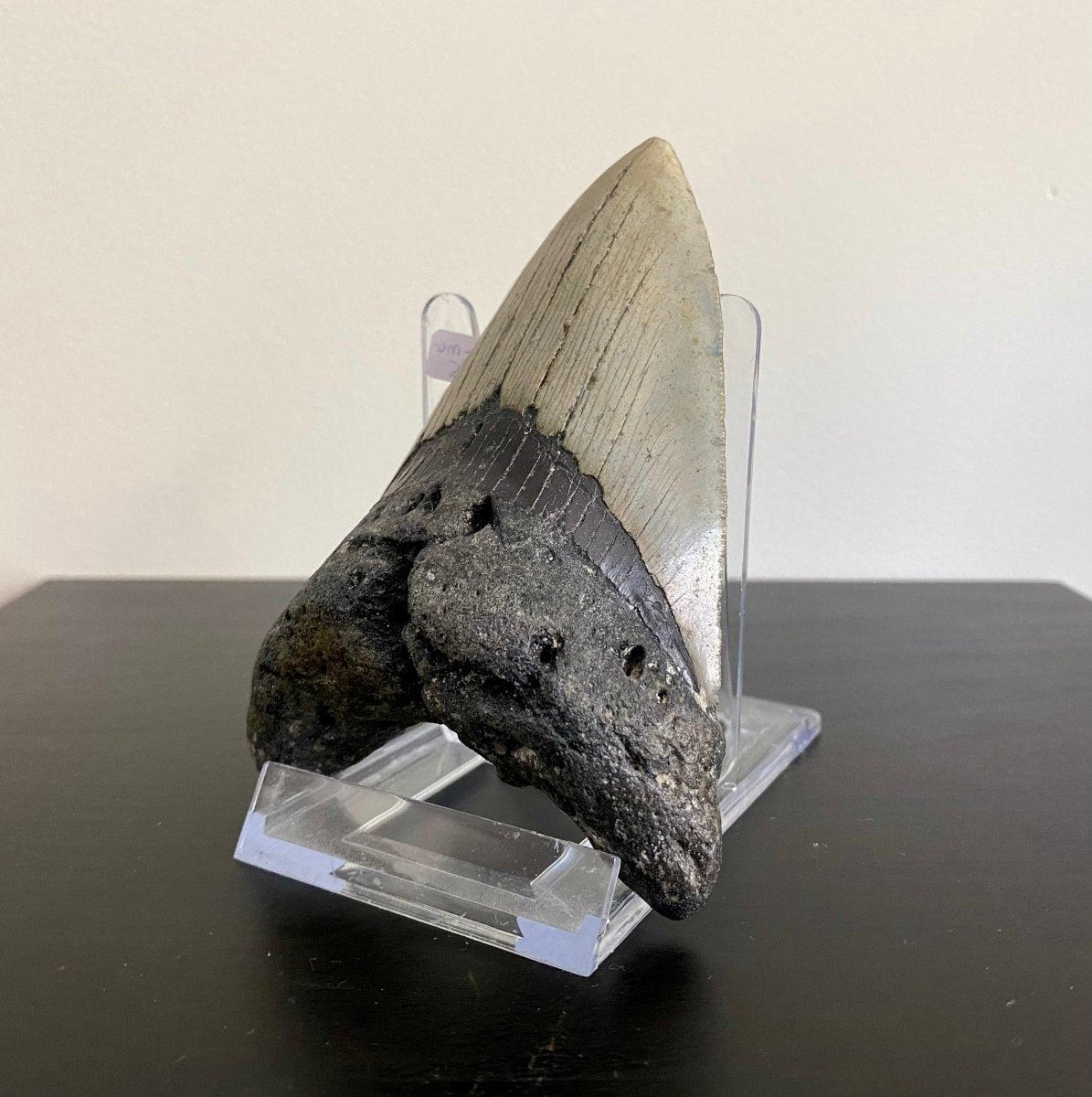 4.85" Megalodon tooth fossil from USA - FossilsAndMore