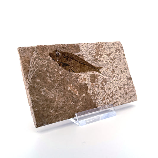 Knightia eoceana Fossil Fish from Green River Formation, USA (2.25")