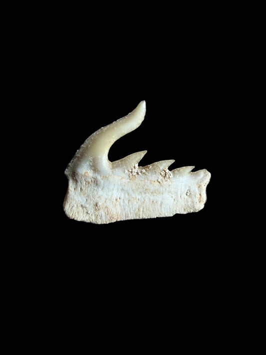 Weltonia ancistrodon Shark Tooth Fossil from Morocco (O002)