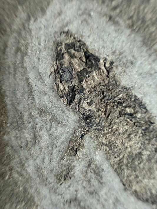 Permian temnospondyl Amphibian Fossil from Germany, Positive & Negative | 1.53"