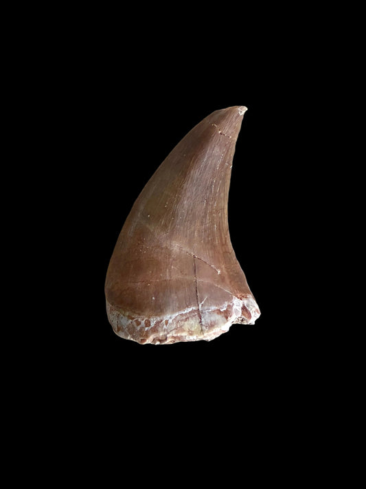 Mosasaur tooth fossil from Late Cretaceous, Morocco | 1.13"