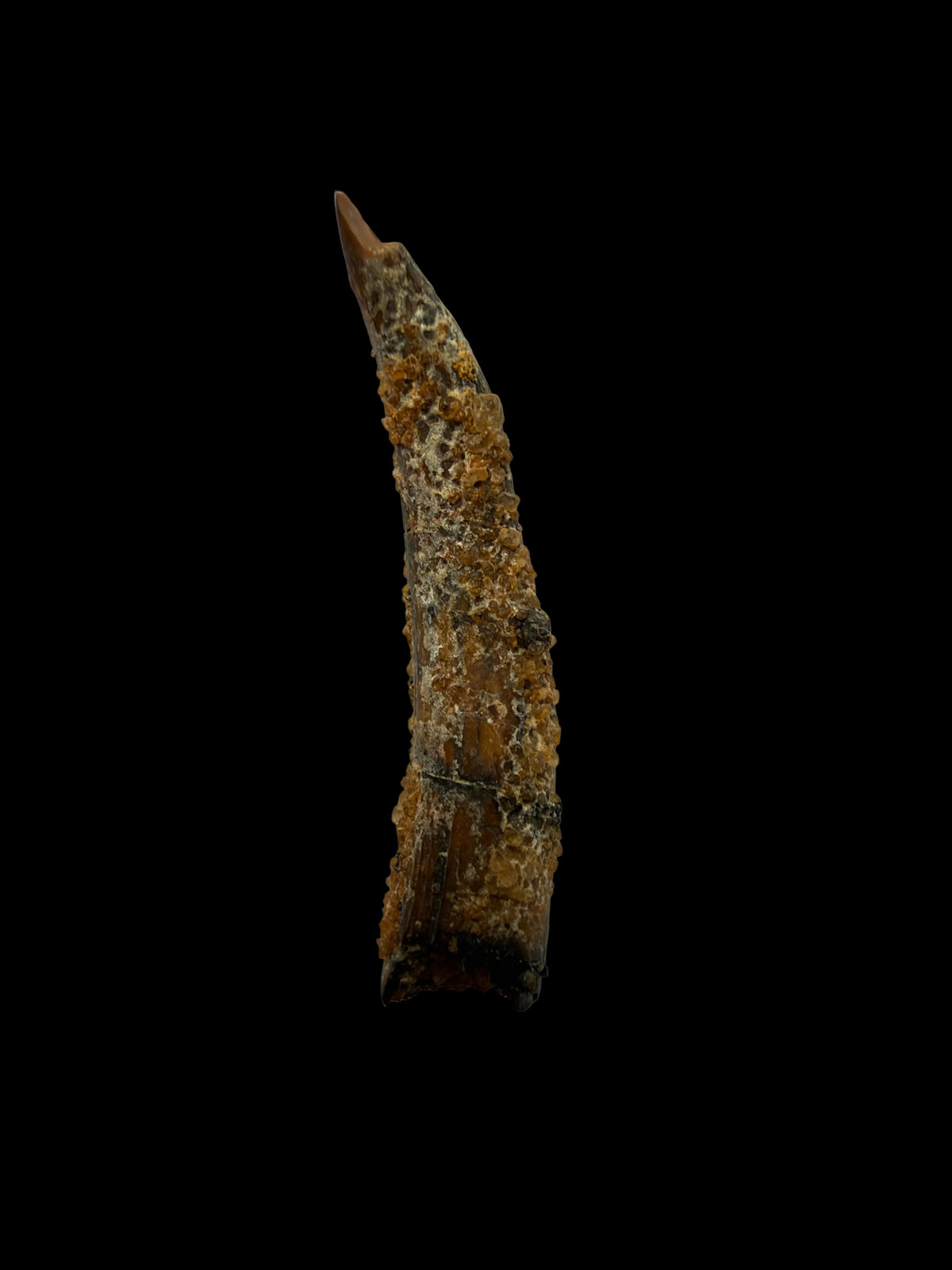 Pterosaur fossil tooth from Morocco | 0.94"
