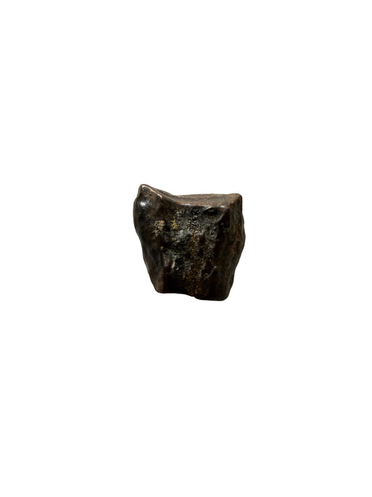 Edmontosaurus Tandfragment uit Hell Creek Formatie | 0,27 inch