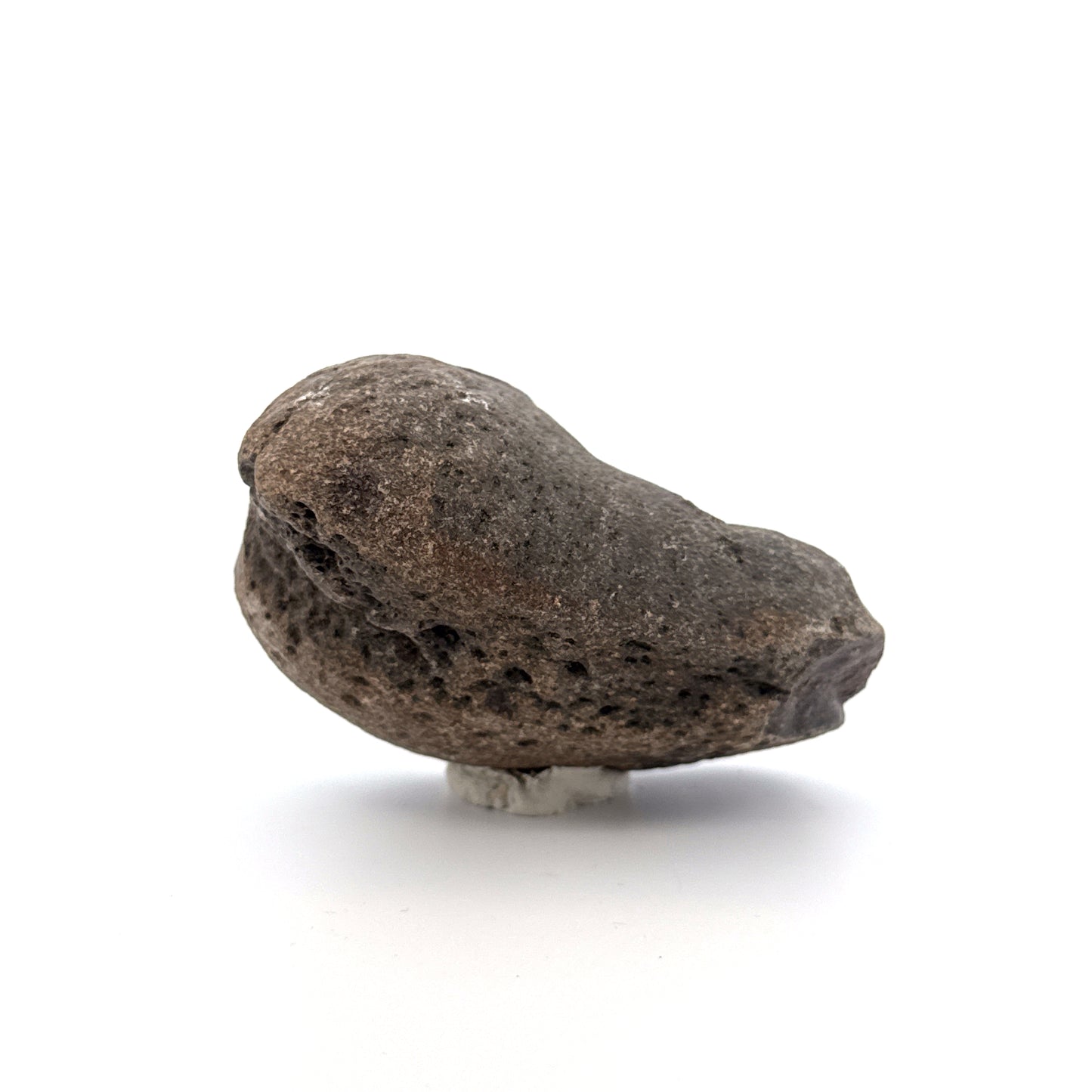 Fossil Whale Ear Bone from Antwerp Region, Cetacean Tympanic Bulla (2.76")