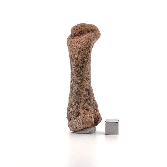 Cave Bear (Ursus spelaeus) Metacarpal from Pleistocene, Romania | 3.17"