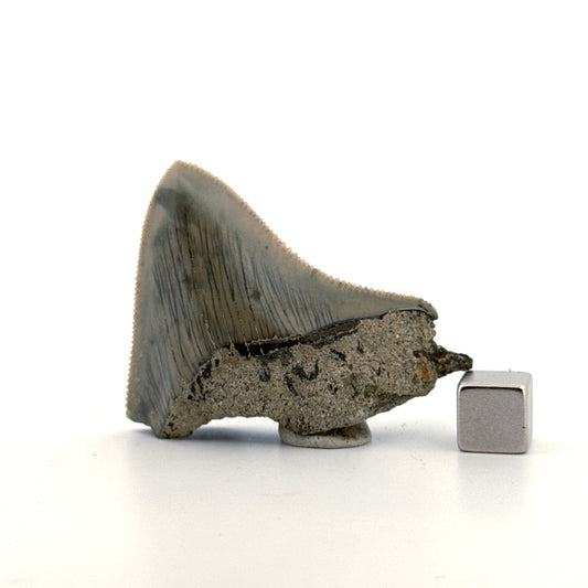 Megalodon Tooth Fragment from Indonesia | 2.08"