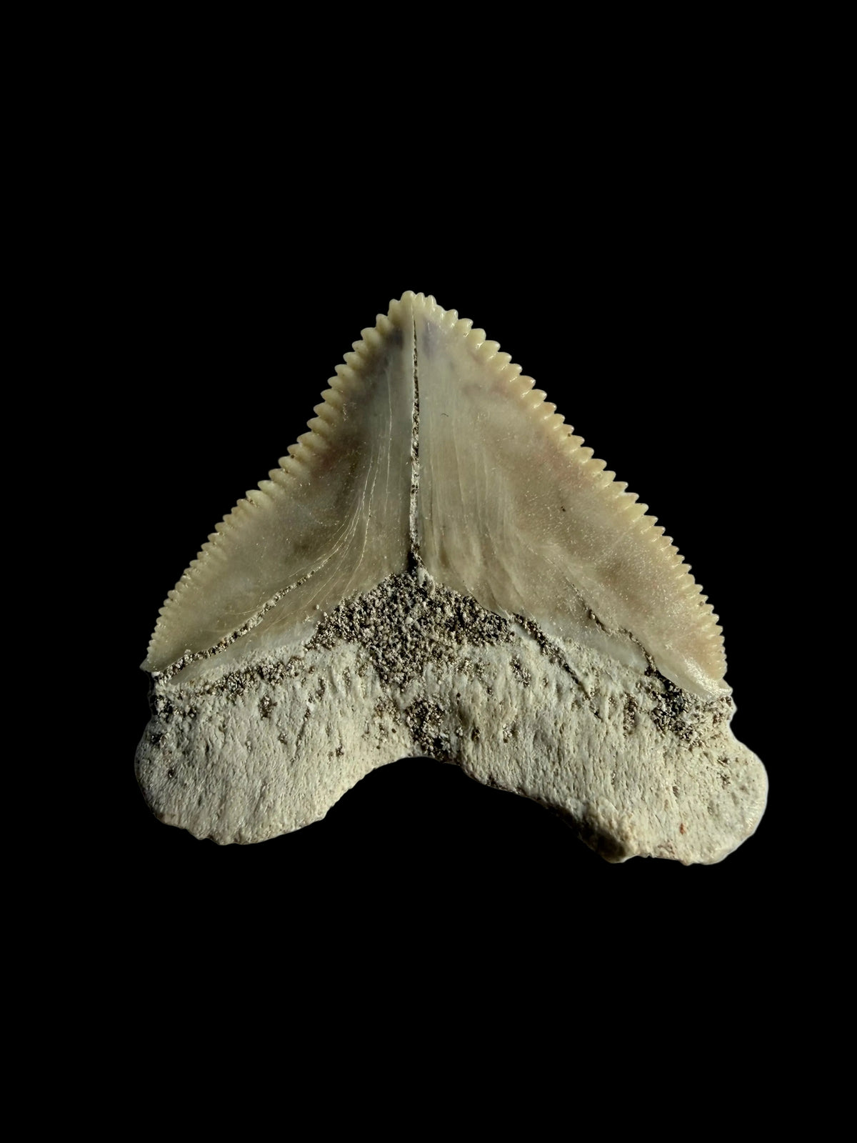 Squalicorax pristodontus haaientand fossiel uit Marokko | 1,07 inch