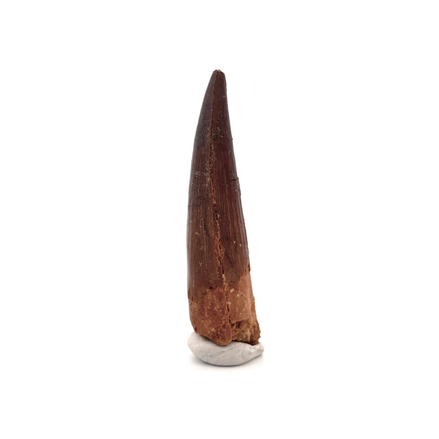 Spinosaurus Tooth Fossil (2.99") – Late Cretaceous Dinosaur tooth from Morocco