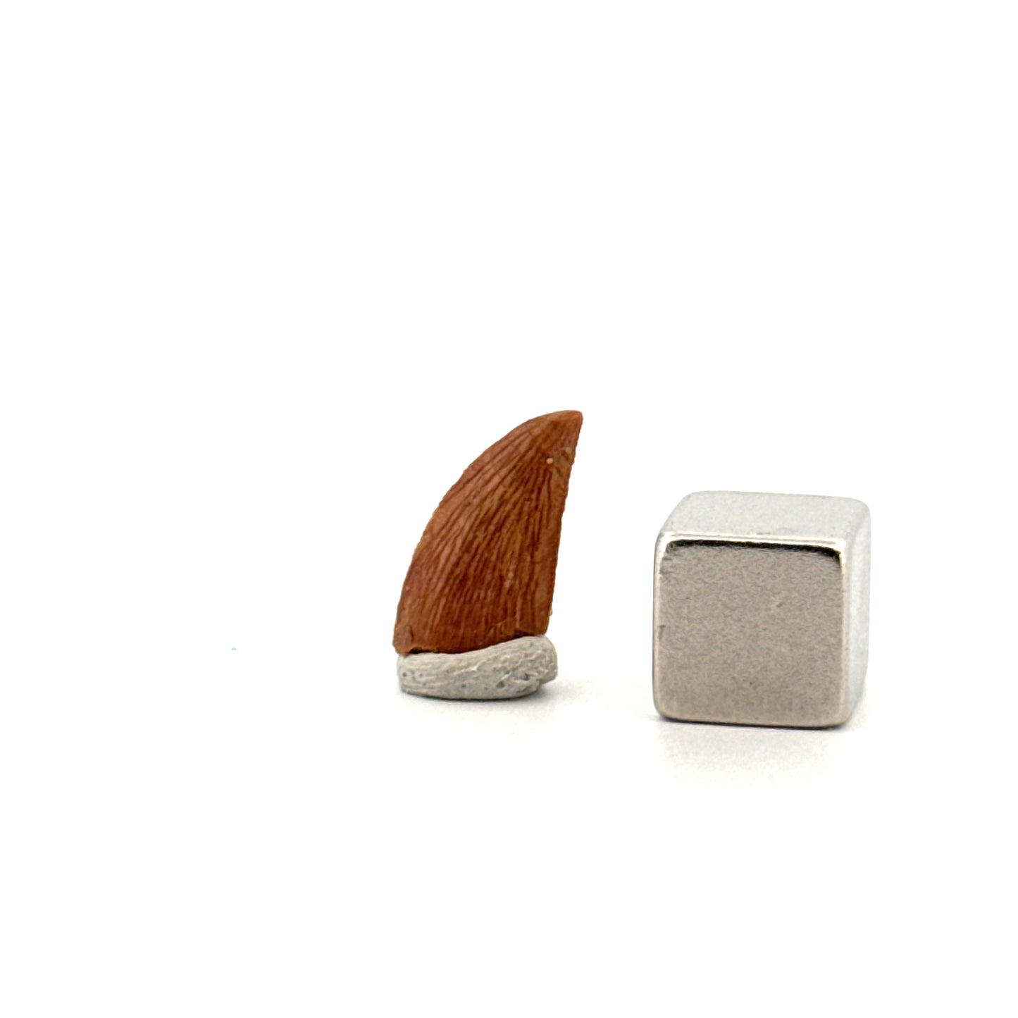 Abelisaurid fossil dinosaur tooth from Kem Kem, Morocco (0.58")