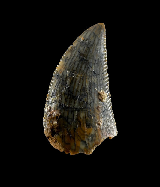 Abelisaurid fossil dinosaur tooth from Kem Kem, Morocco (0.54")