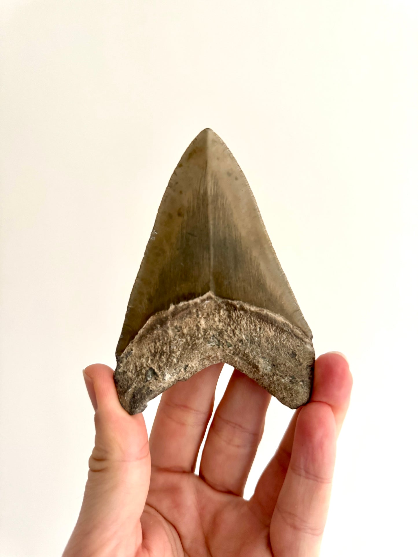 Megalodon tooth fossil (4.10") - Miocene, USA