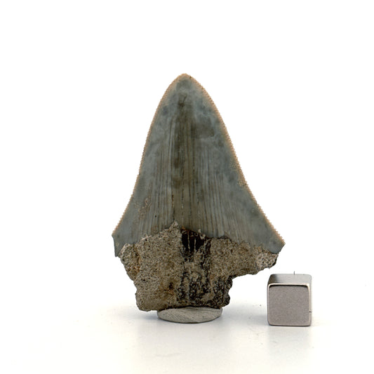 Megalodon Tooth Fragment from Indonesia | 2.17"