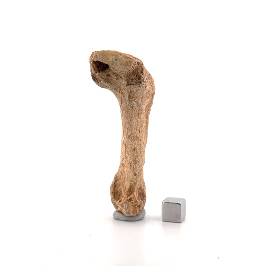 Cave Bear (Ursus spelaeus) Metacarpal Fossil (3.28"), Pleistocene, Romania