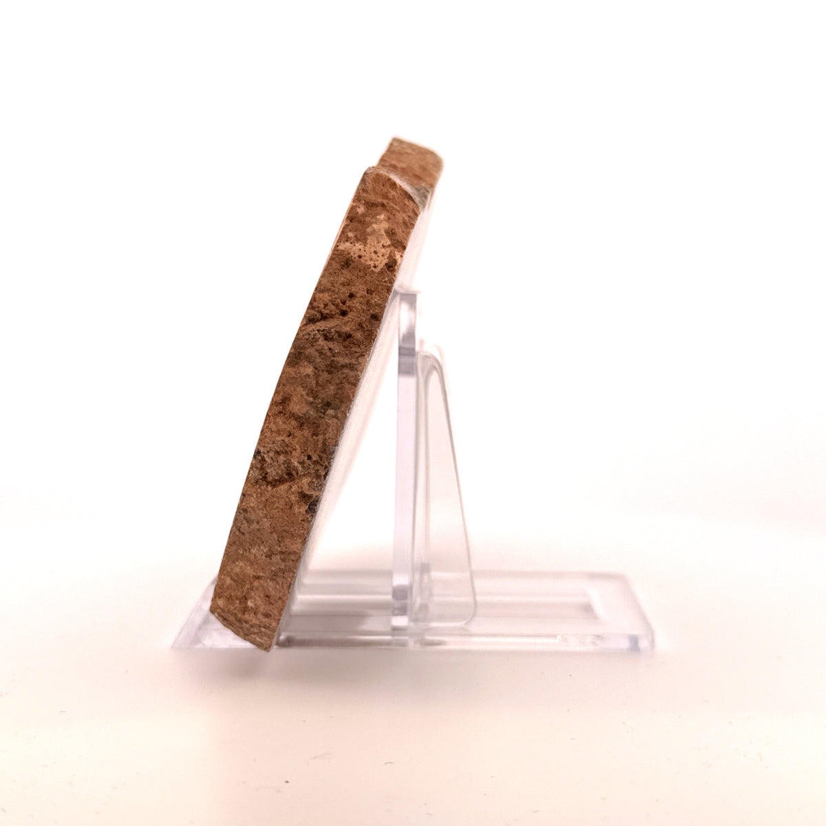 Gepolijst Sauropode Dinosaurusbot uit Jura | 150 Gram