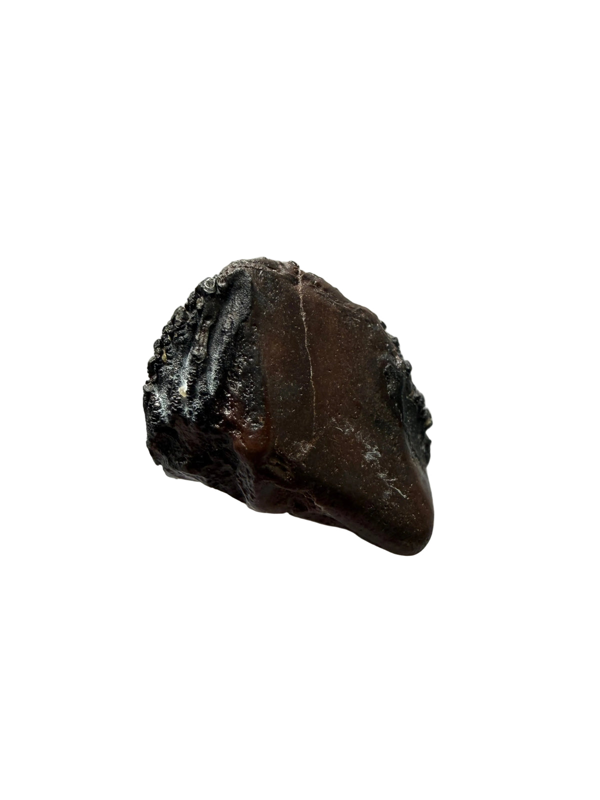Triceratops Fossiel Kroon Fragment uit Hell Creek Formatie | 0,46 inch