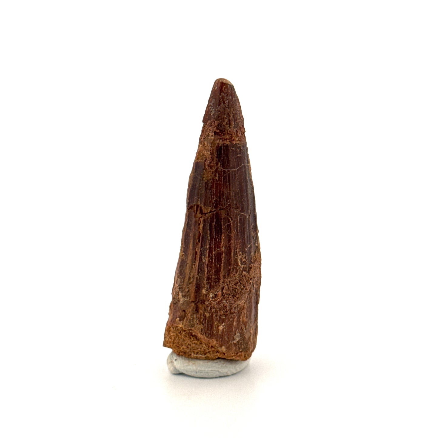 Spinosaurus Tooth Fossil (1.91") – Late Cretaceous Dinosaur tooth from Morocco