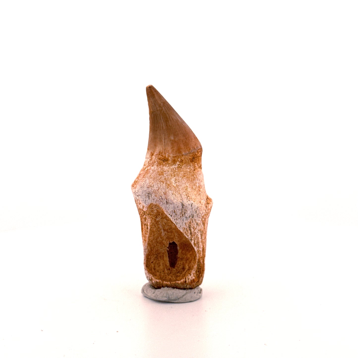 Rooted Mosasaur tooth from Late Cretaceous, Morocco (2.31")
