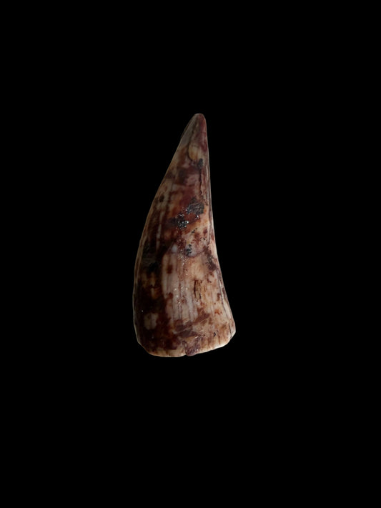 Redondasaurus, Phytosaur fossils tooth from Late Triassic, USA | 0.53"