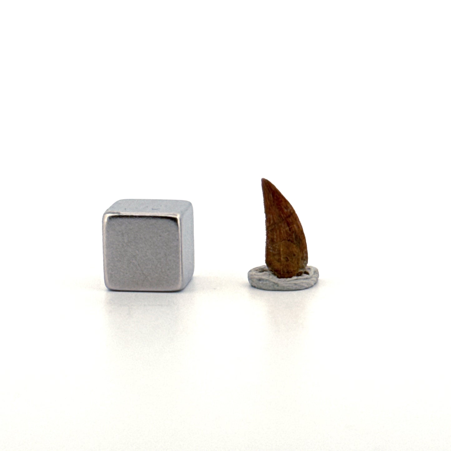 Abelisaurid fossil dinosaur tooth from Kem Kem, Morocco (0.51")